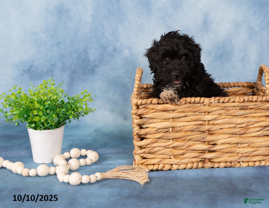 Mixed Breed dogs for sale: Malachi - Ad 2