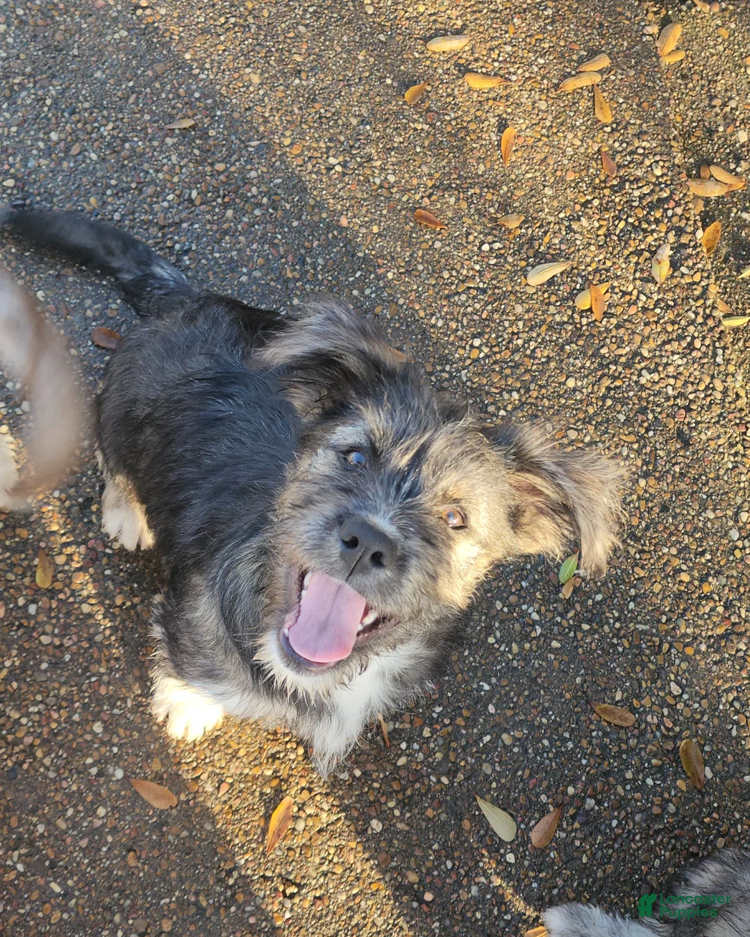 Mixed Breed dogs for sale: Mixed Breed Puppy 2 - Ad 4