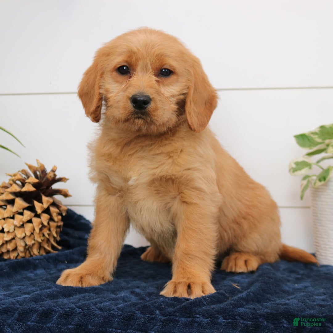 Mixed Breed dogs for sale: Amber - Ad 1