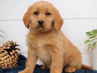 Mixed Breed dogs Amber - Ad 3