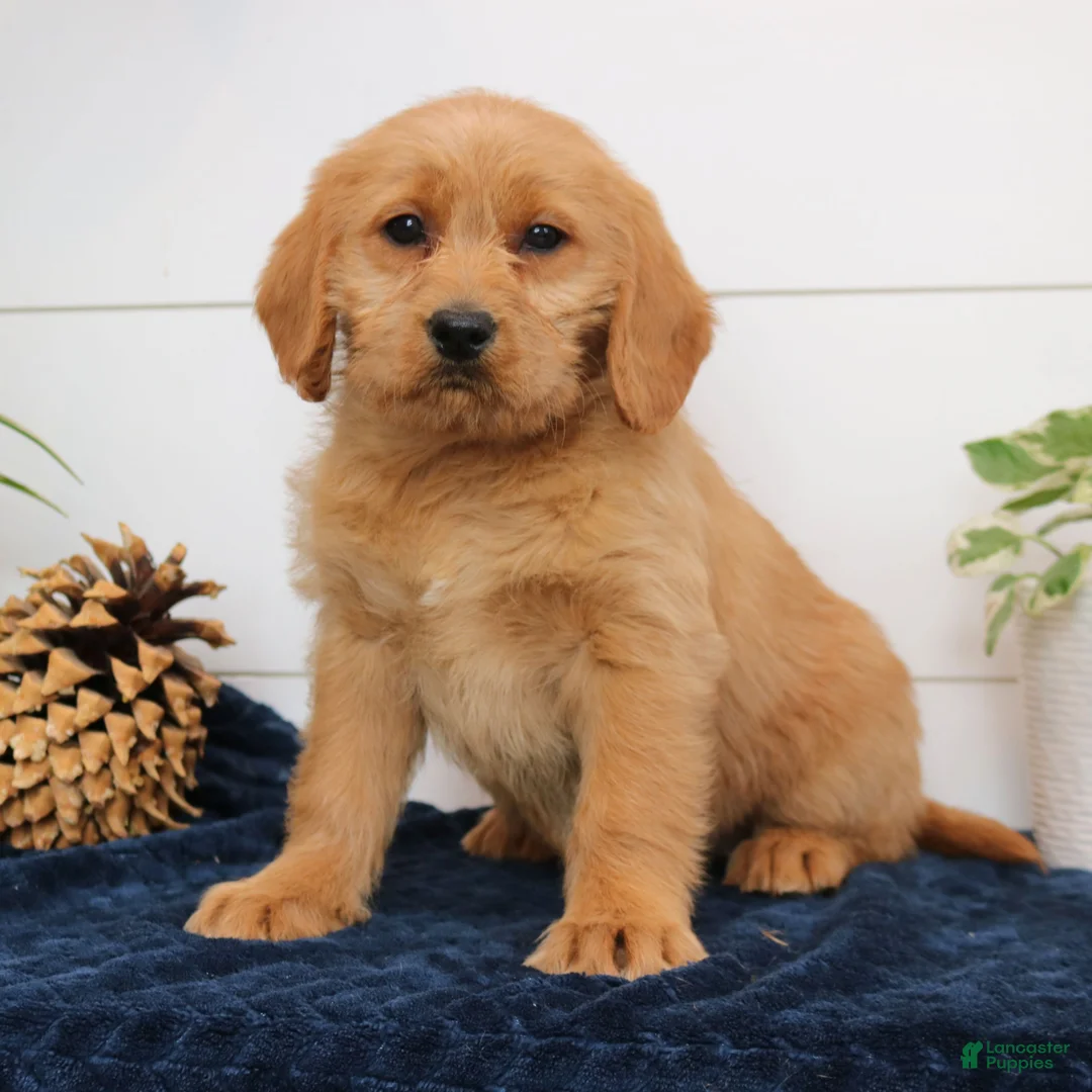 Mixed Breed dogs for sale: Amber - Ad 1