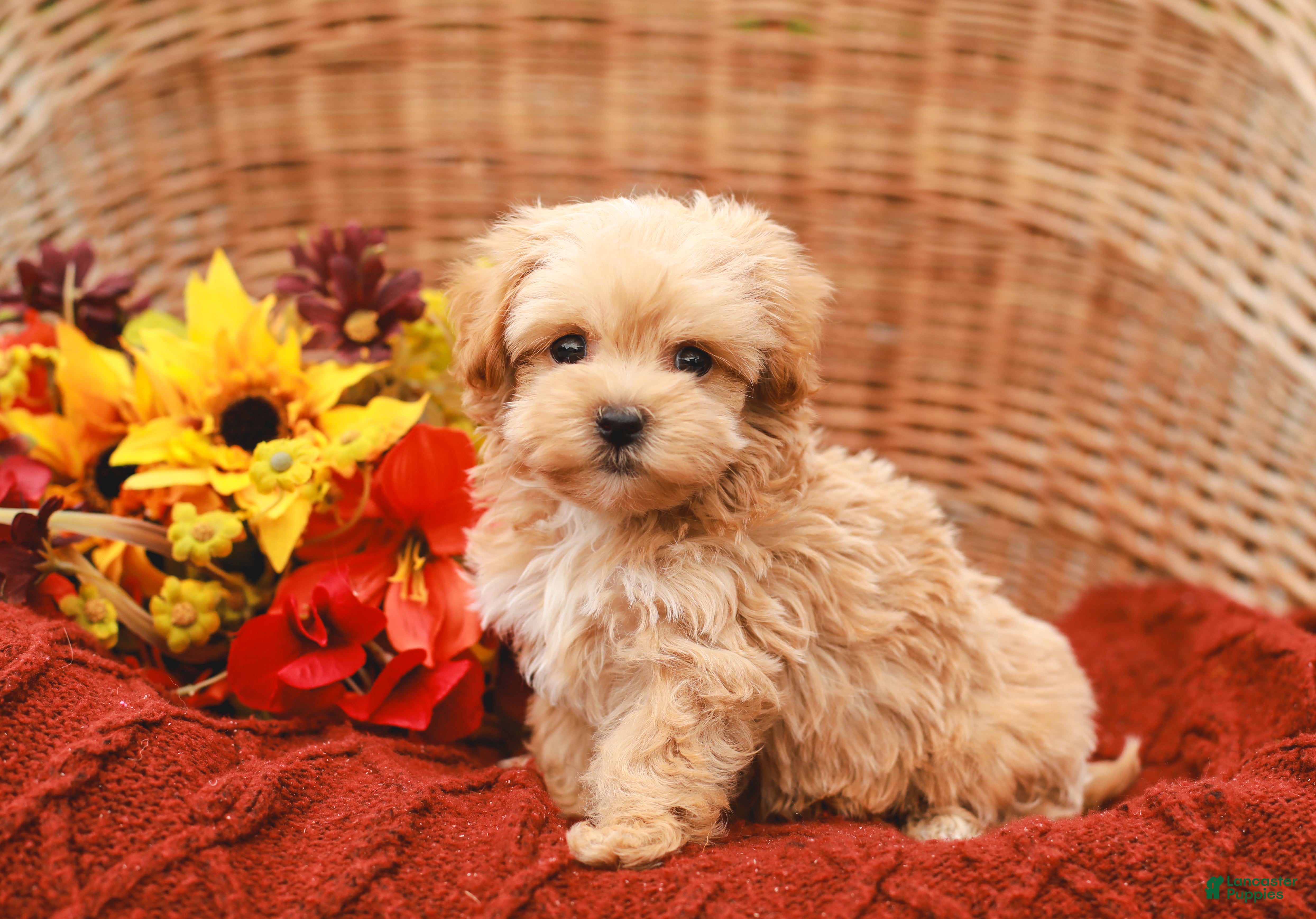 Jude (Maltipoo, Male) in Holtwood, PA