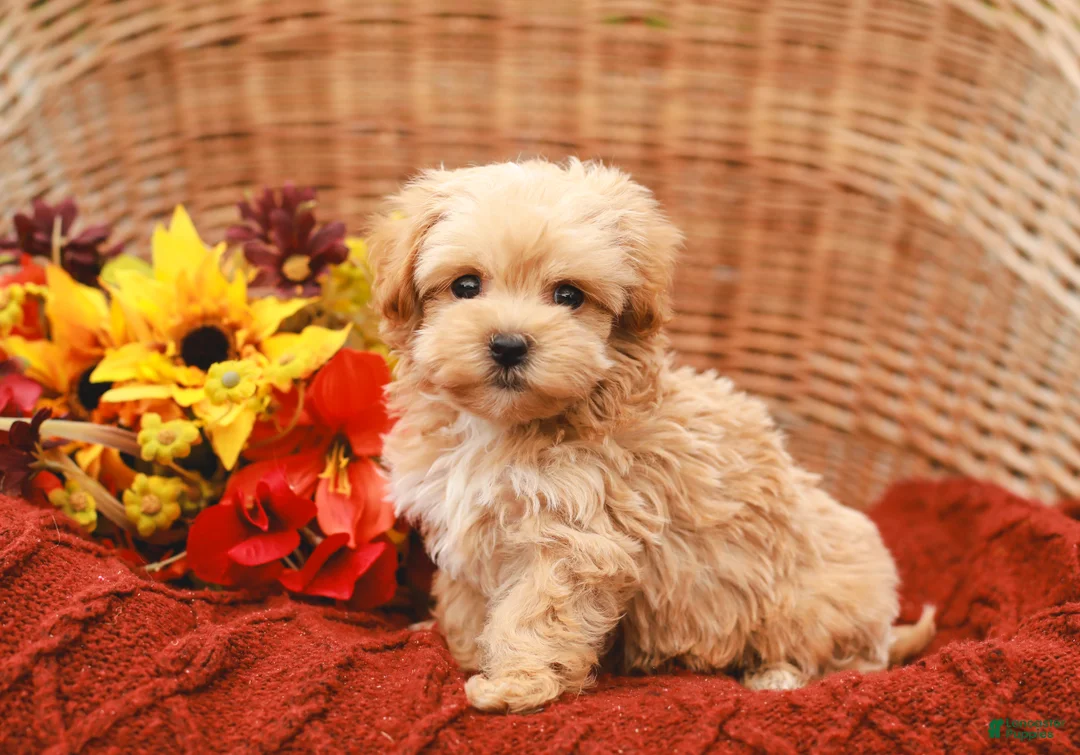 Maltipoo dogs for sale: Jude - Ad 1