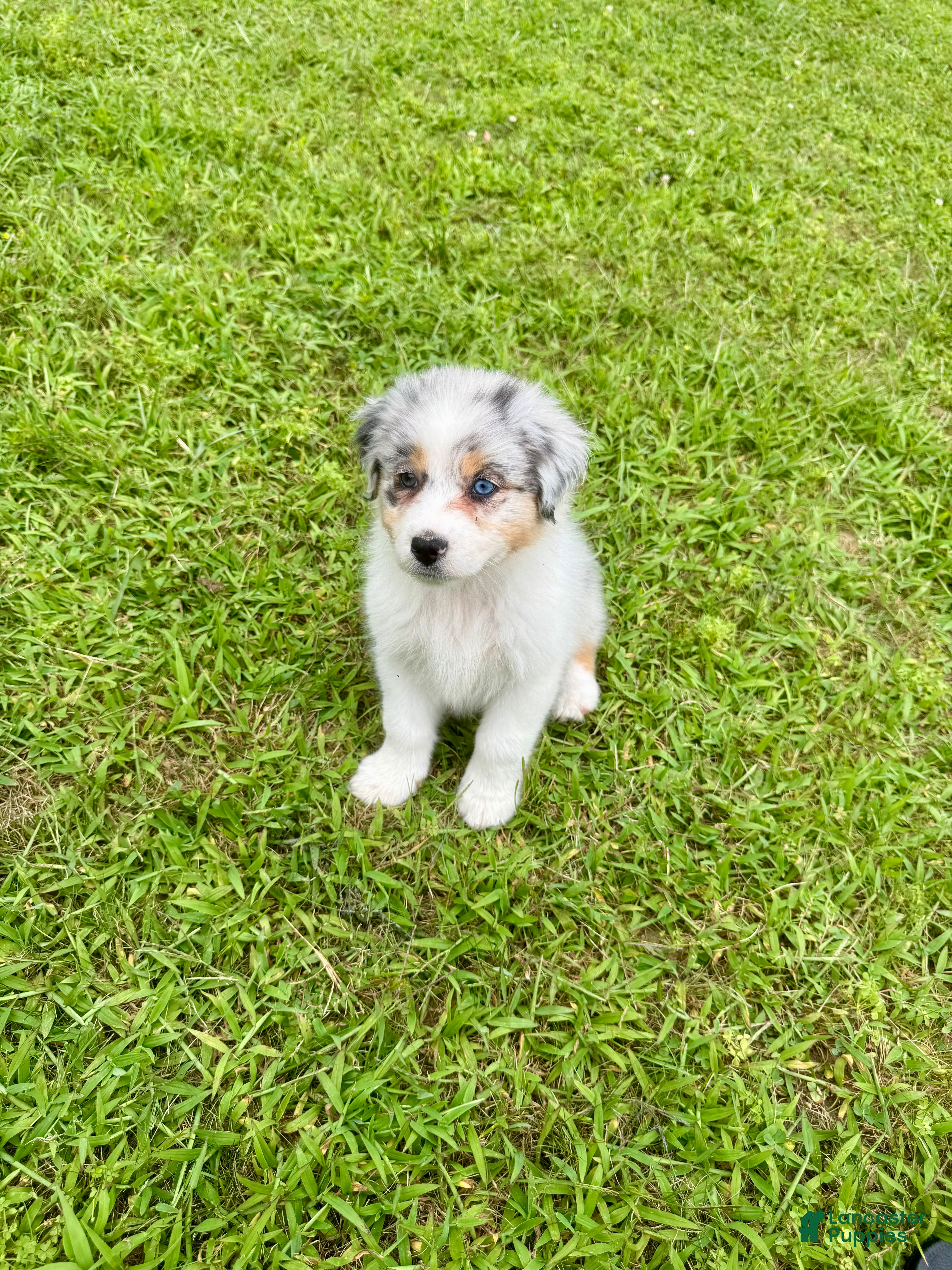 Australian Shepherd dogs Australian Shepherd Blue Merle girl - Ad 23