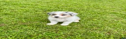 Australian Shepherd dogs for sale: Australian Shepherd Blue Merle girl - Ad 1