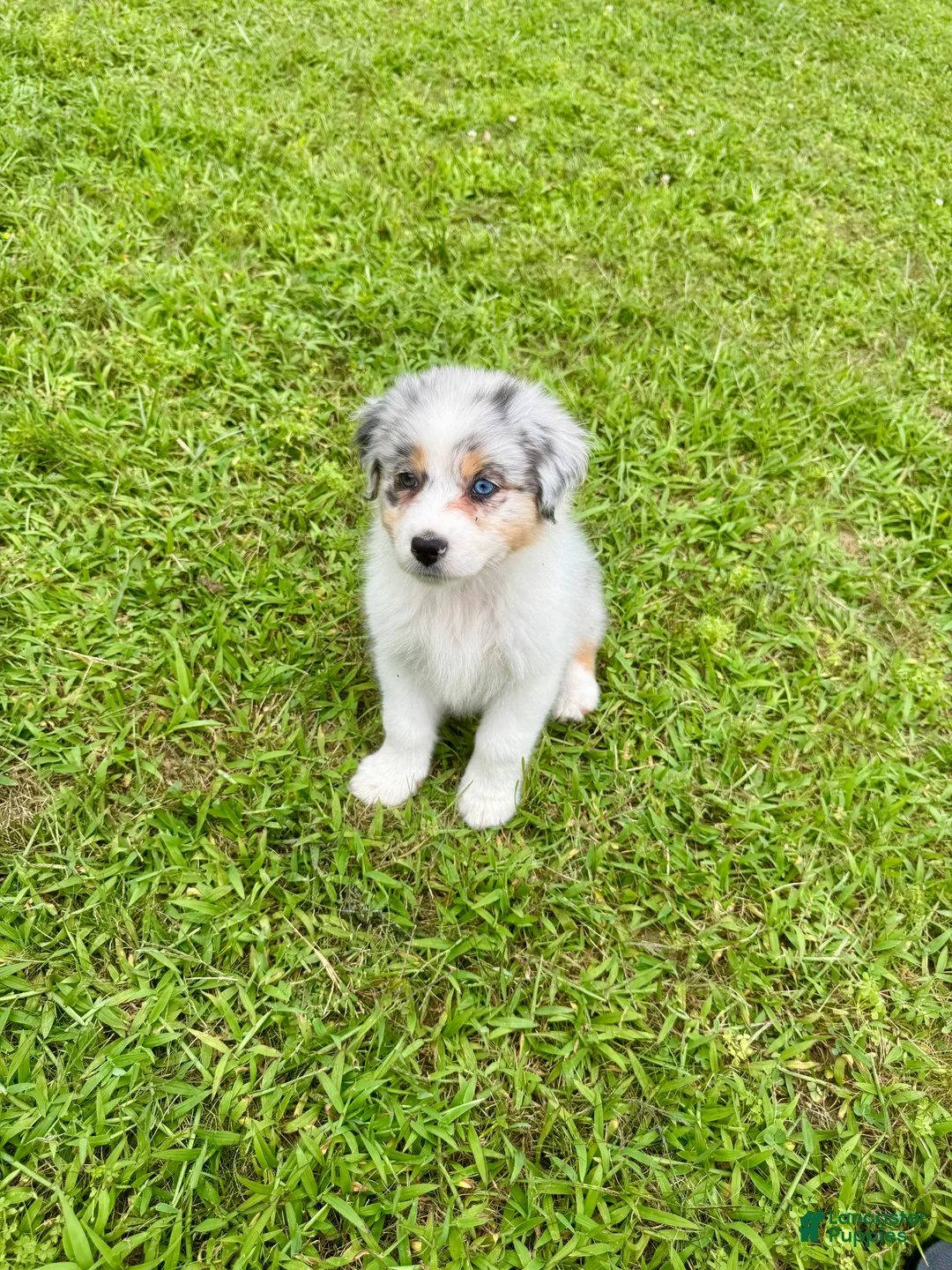 Australian Shepherd dogs for sale: Australian Shepherd Blue Merle girl - Ad 1