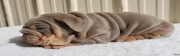 English Bulldog dogs for sale: Becca - Ad 6