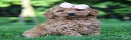 Mini Goldendoodle dogs for sale: Lilly - Ad 4