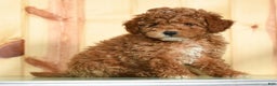 Toy Poodle dogs for sale: Buddy - Ad 2