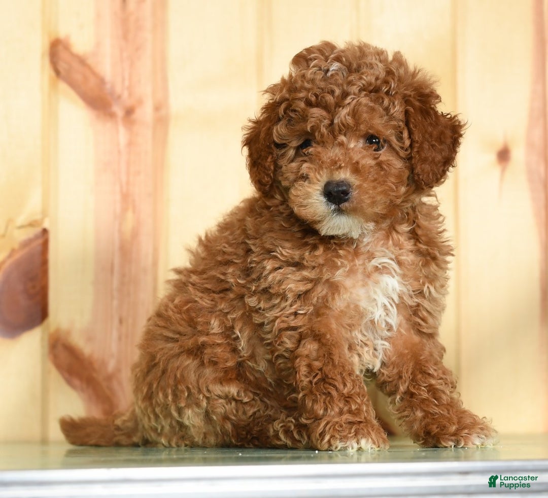 Toy Poodle dogs for sale: Buddy - Ad 2