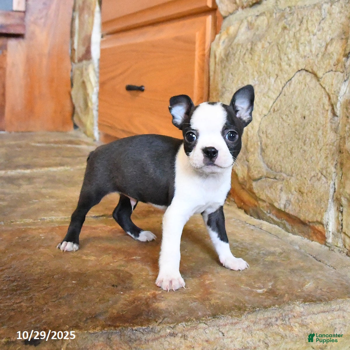 Boston Terrier dogs Bentley - Ad 6