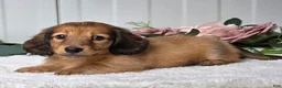 Miniature Dachshund dogs for sale: Marla - Ad 5