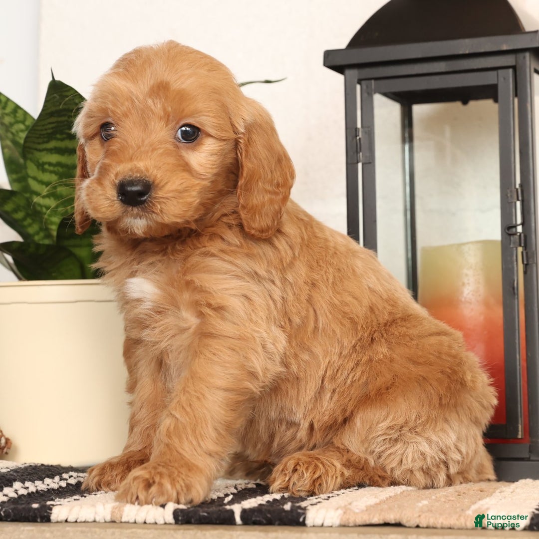 Mini Goldendoodle dogs for sale: Murphy - Ad 2