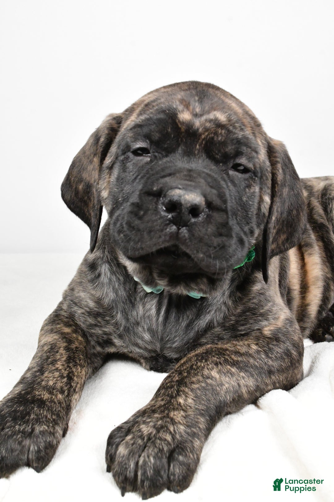 English Mastiff dogs for sale: Shawn - Ad 4