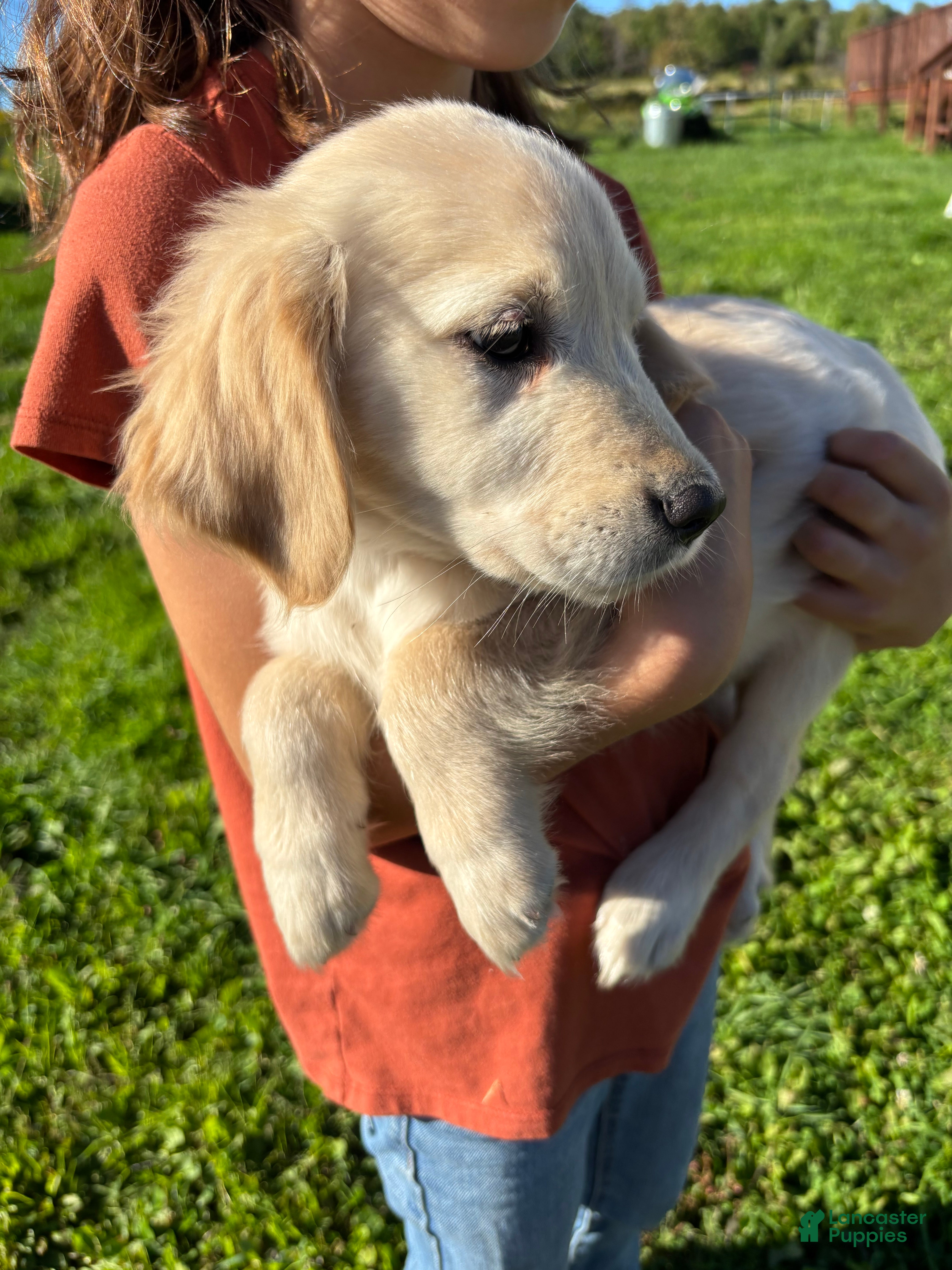 Golden Retriever dogs Cara - Ad 1