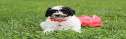 Yorkiepoo dogs for sale: Ryder - Ad 11