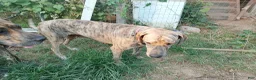 Great Dane dogs for sale: Great Dane 4 - Ad 4
