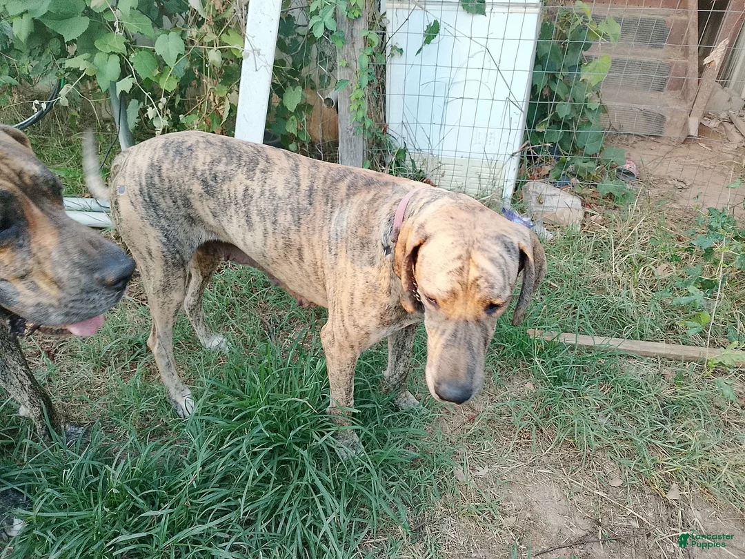 Great Dane dogs for sale: Great Dane 6 - Ad 2