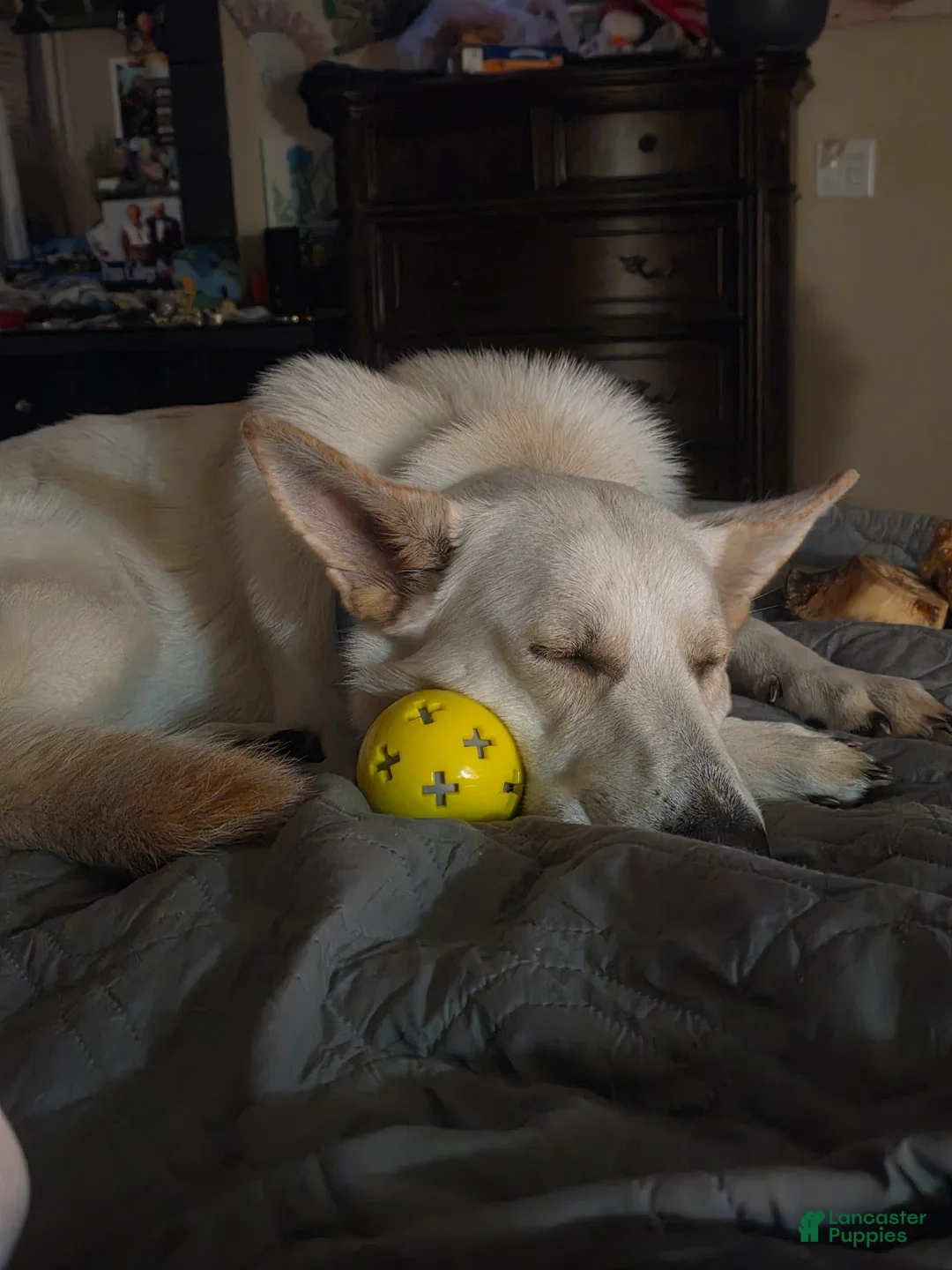 German Shepherd dogs for sale: German Shepherd Puppy 4 - Ad 5