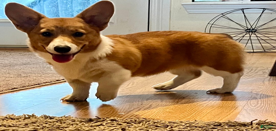 Gallery Image {{count}}