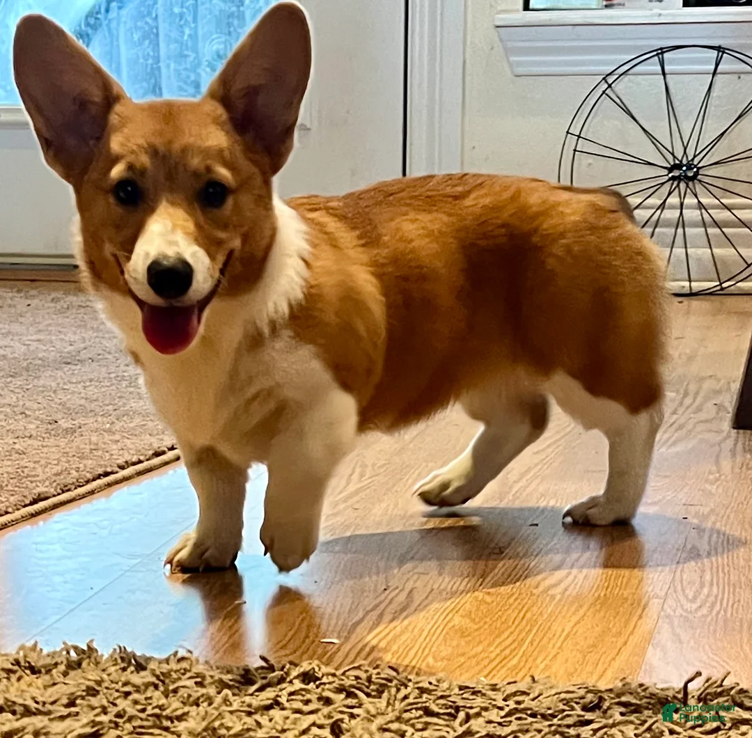 Gallery Image {{count}}