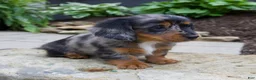 Miniature Dachshund dogs for sale: Gabby - Ad 6