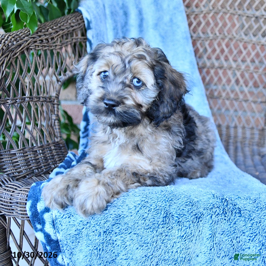 Cockapoo dogs for sale: Rusty - Ad 2
