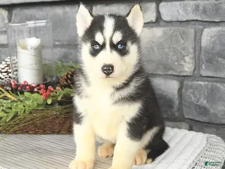 Siberian Husky dogs Laker - Ad 14