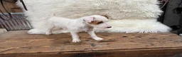 Jack Russell Terrier dogs for sale: Jrtca Cinderella  - Ad 5