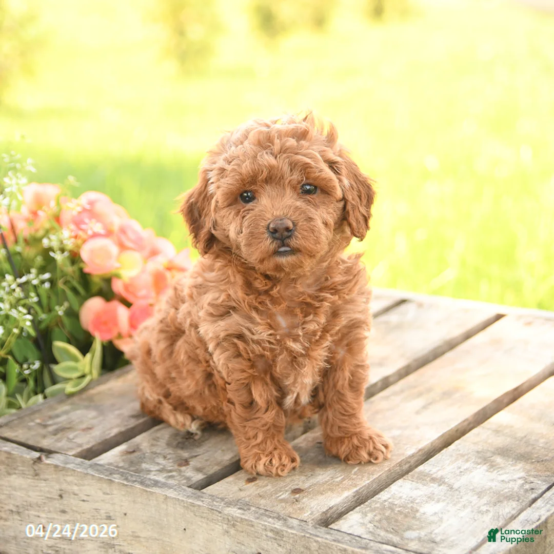 Miniature Poodle dogs for sale: Daffodil - Ad 1