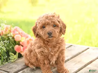 Miniature Poodle dogs for sale: Daffodil - Ad 1