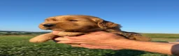 Golden Retriever dogs for sale: King - Ad 11
