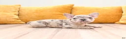 French Bulldog dogs for sale: Marco - Ad 3