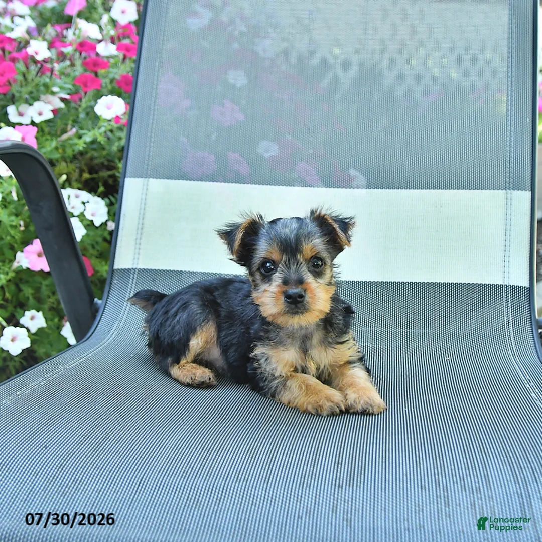 Yorkshire Terrier dogs for sale: Jennie - Ad 1