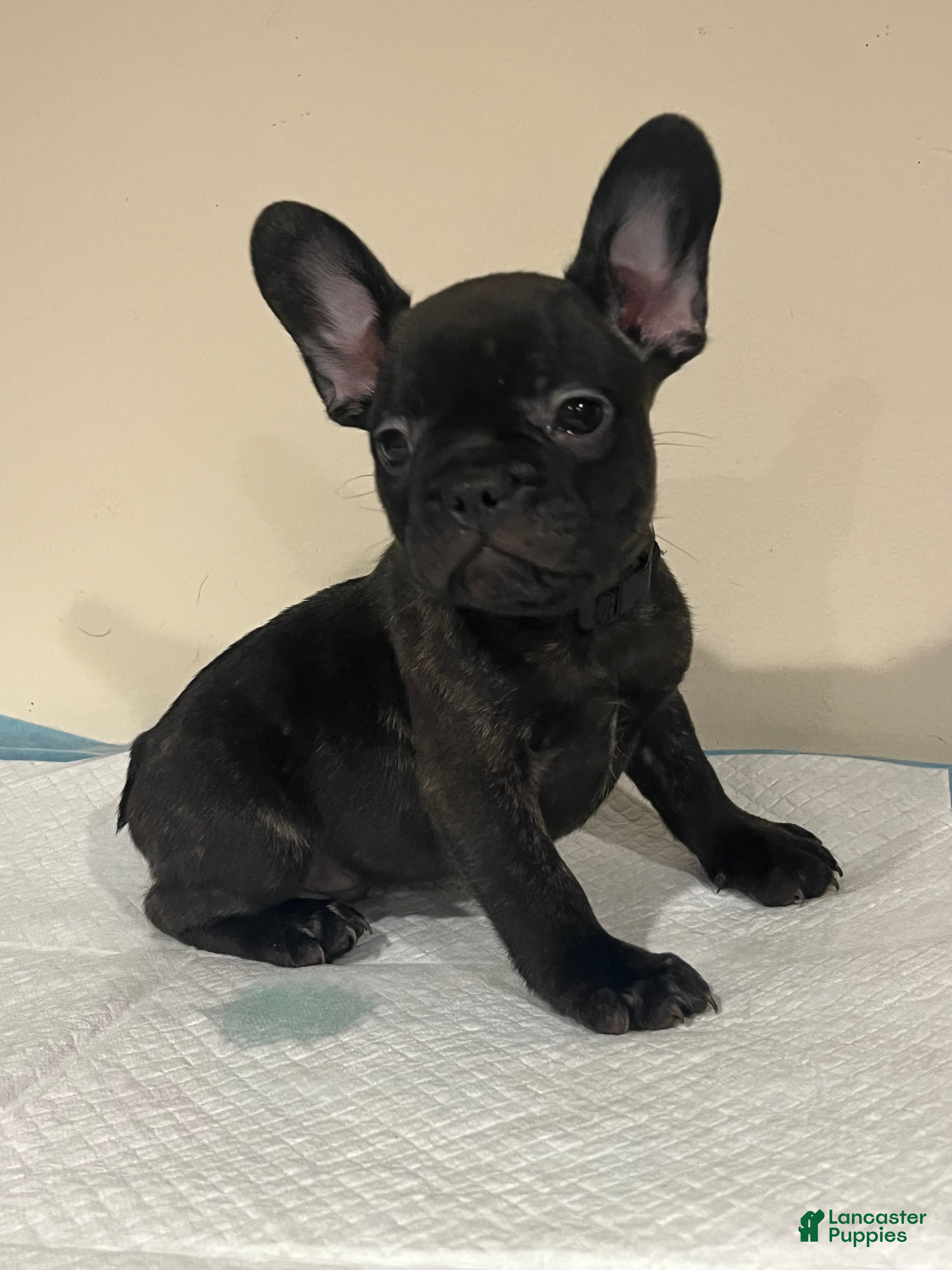 French Bulldog dogs  6 - Ad 2