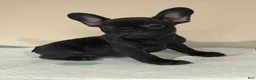 French Bulldog dogs for sale:  6 - Ad 2