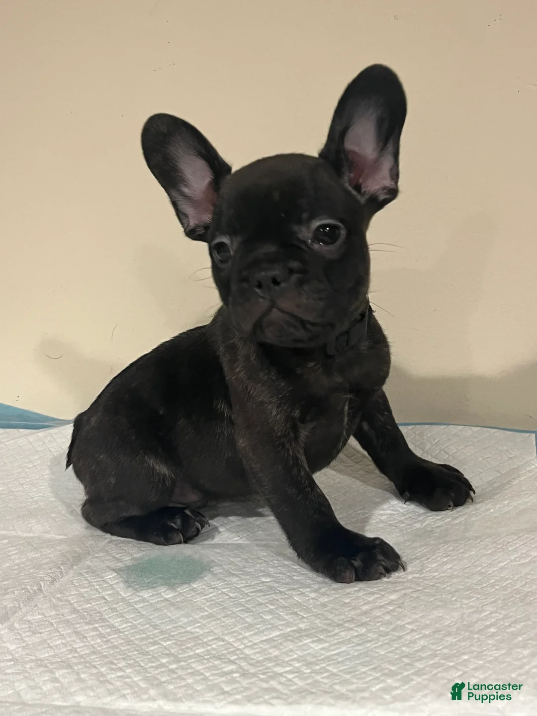 French Bulldog dogs for sale:  6 - Ad 2