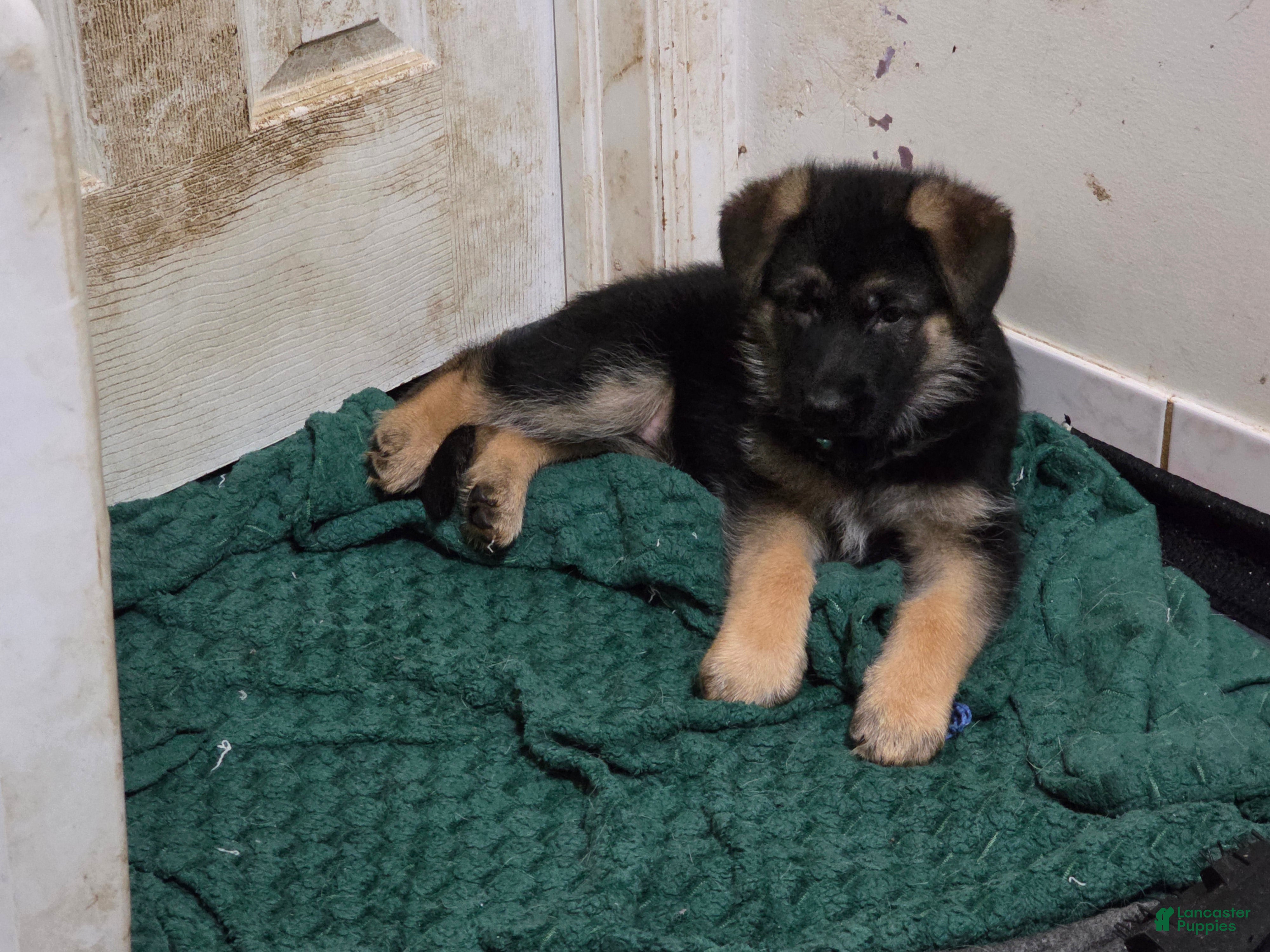 German Shepherd dogs HULK 🐾 - Ad 1