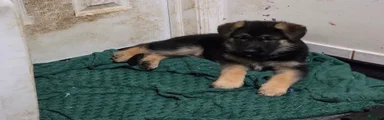 HULK 🐾