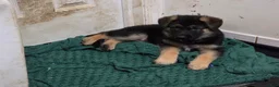 German Shepherd dogs for sale: HULK 🐾 - Ad 1