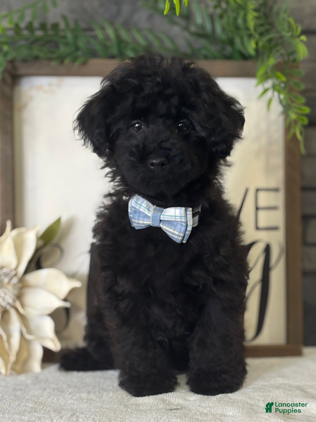 Toy Poodle dogs for sale: Smacker - Ad 7