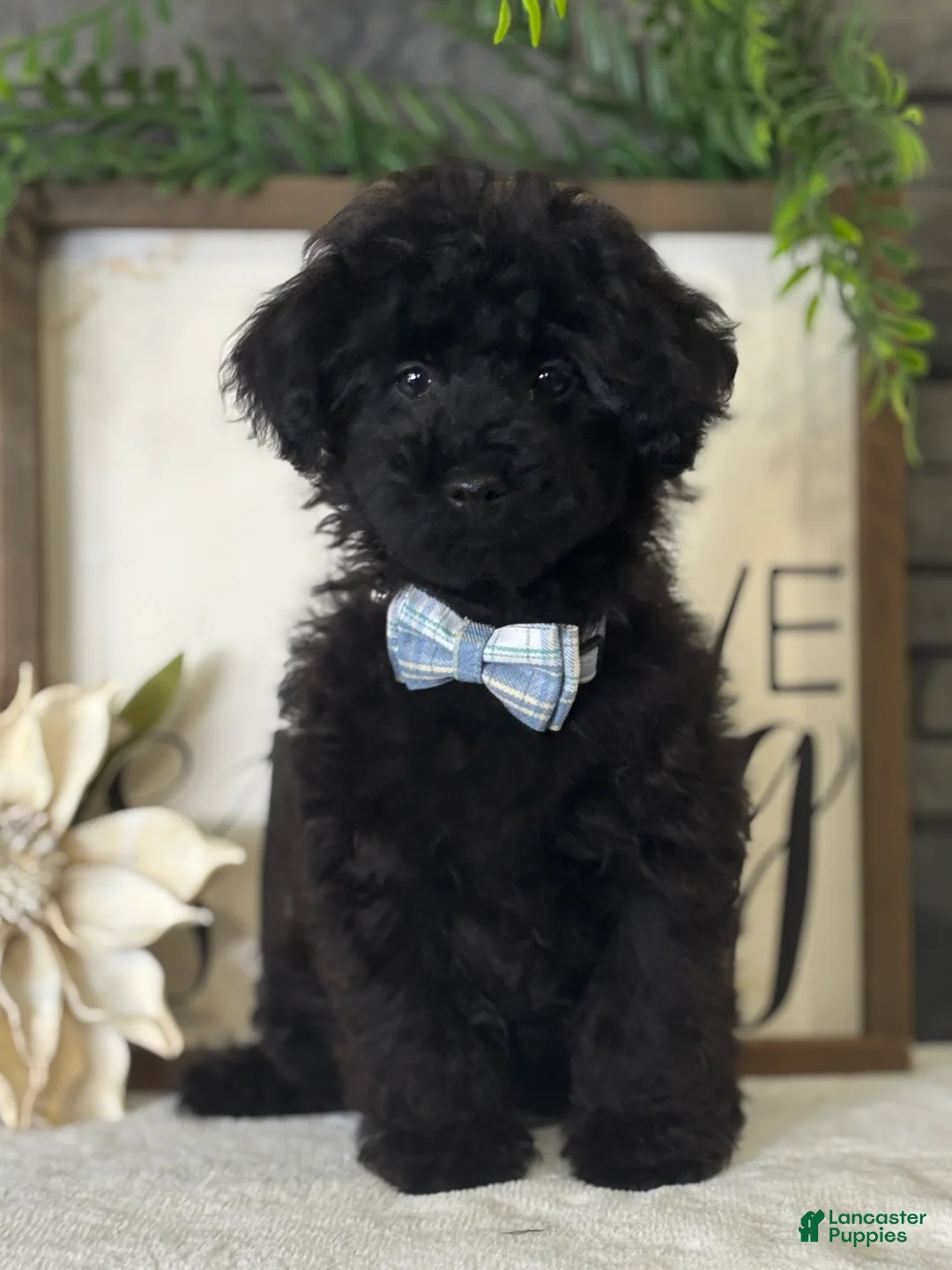 Toy Poodle dogs for sale: Smacker - Ad 16