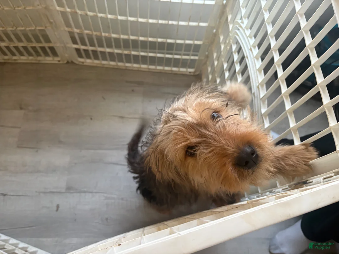 Mixed Breed dogs for sale: Mixed Breed Puppy 2 - Ad 2