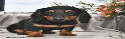 Miniature Dachshund dogs for sale: Frankie - Ad 2
