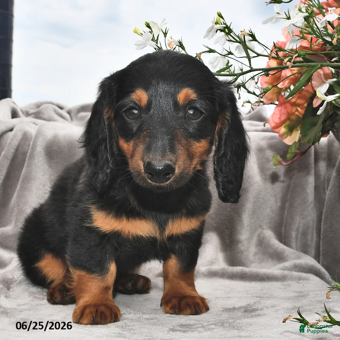 Miniature Dachshund dogs for sale: Frankie - Ad 2