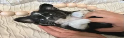 Chihuahua dogs for sale: Seryph - Ad 5
