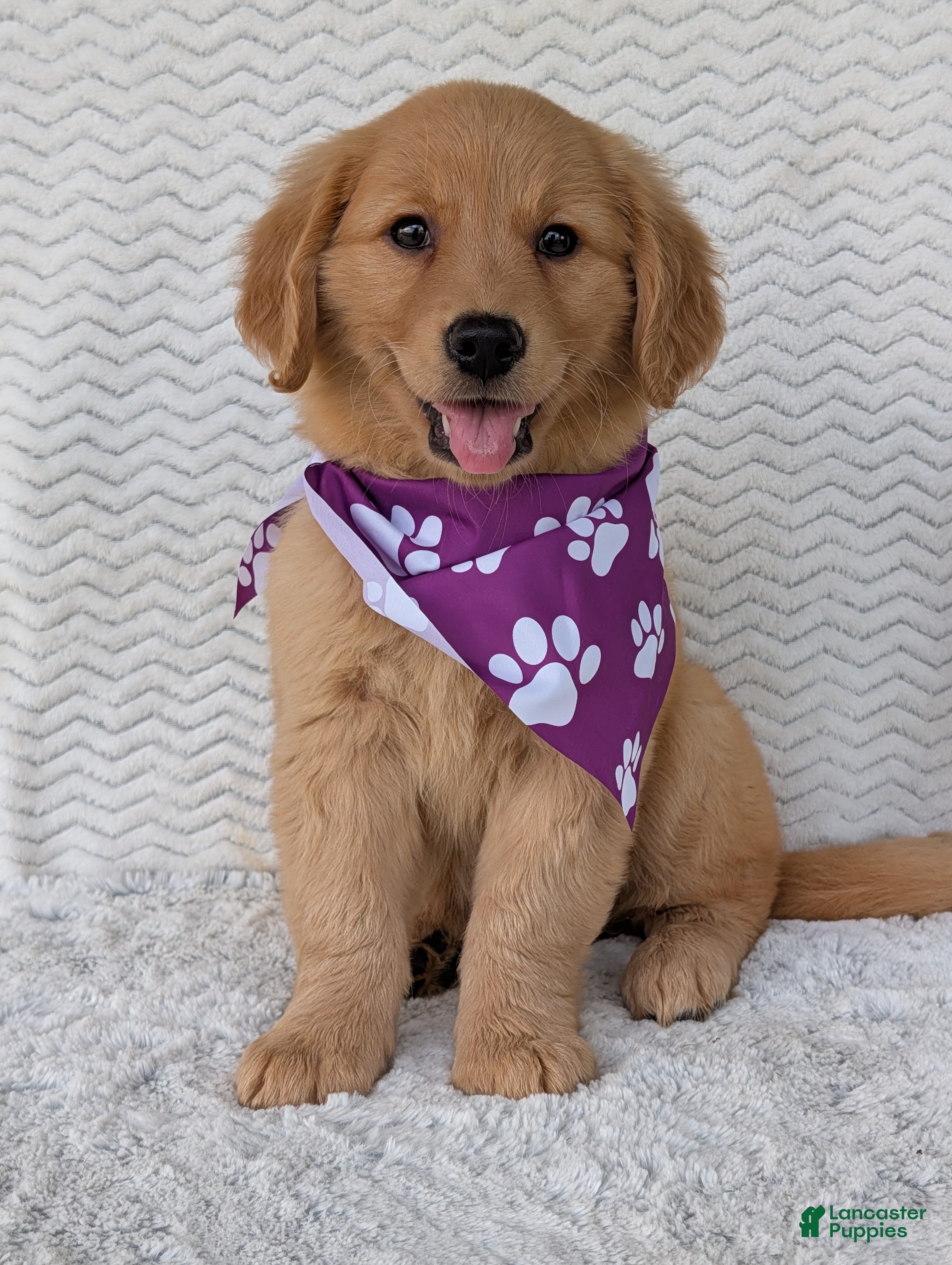 Golden Retriever dogs Miss Stella  - Ad 1