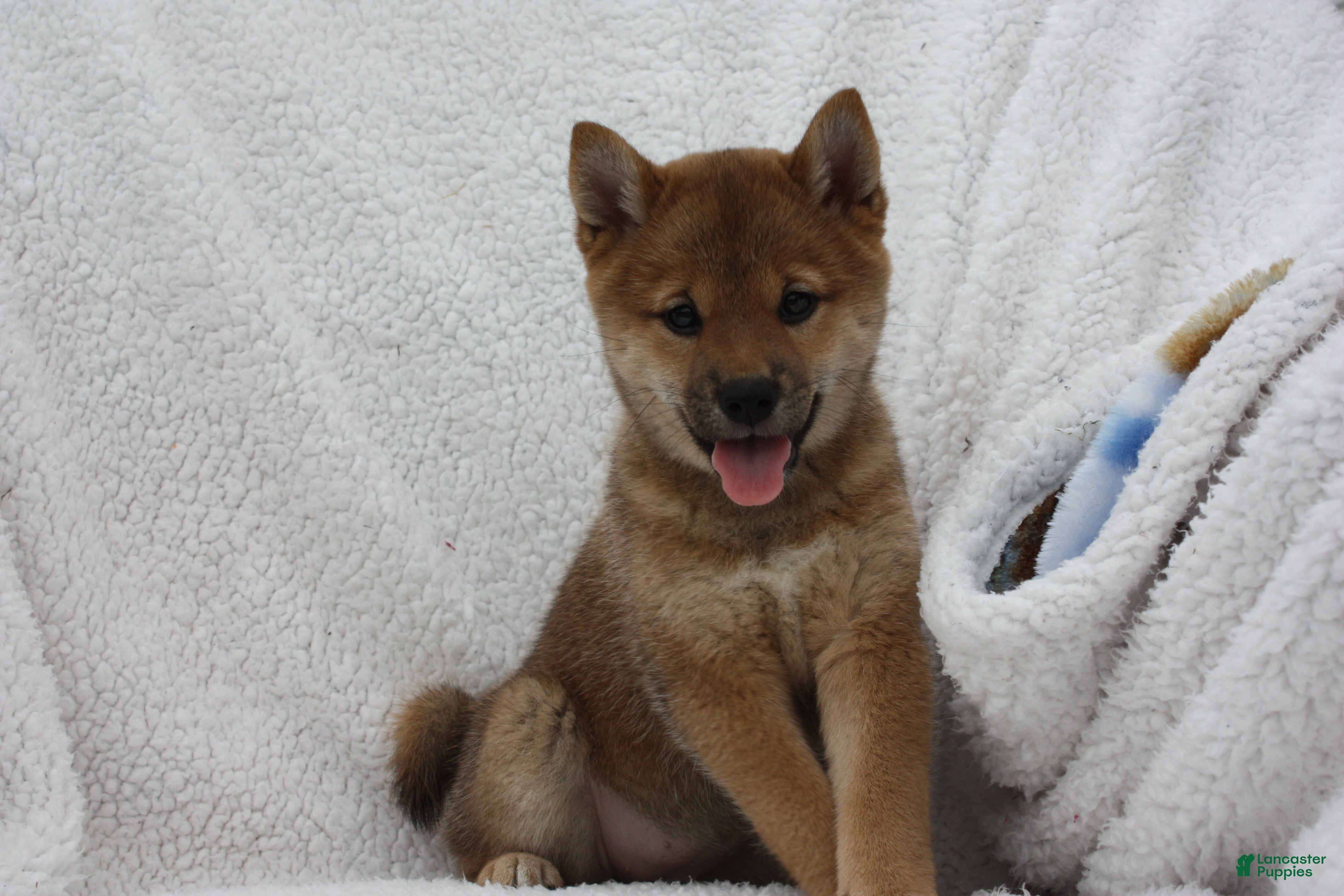 Shiba Inu dogs Kya  - Ad 38