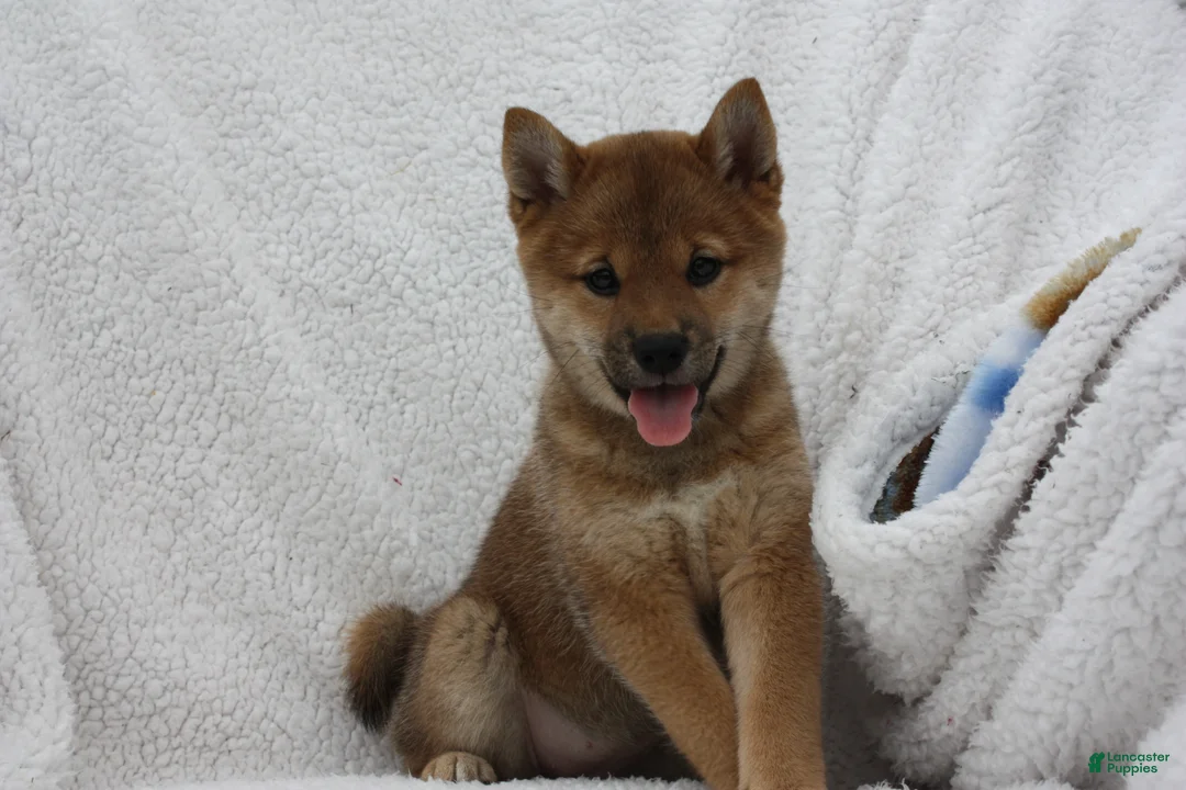 Shiba Inu dogs for sale: Kya  - Ad 1