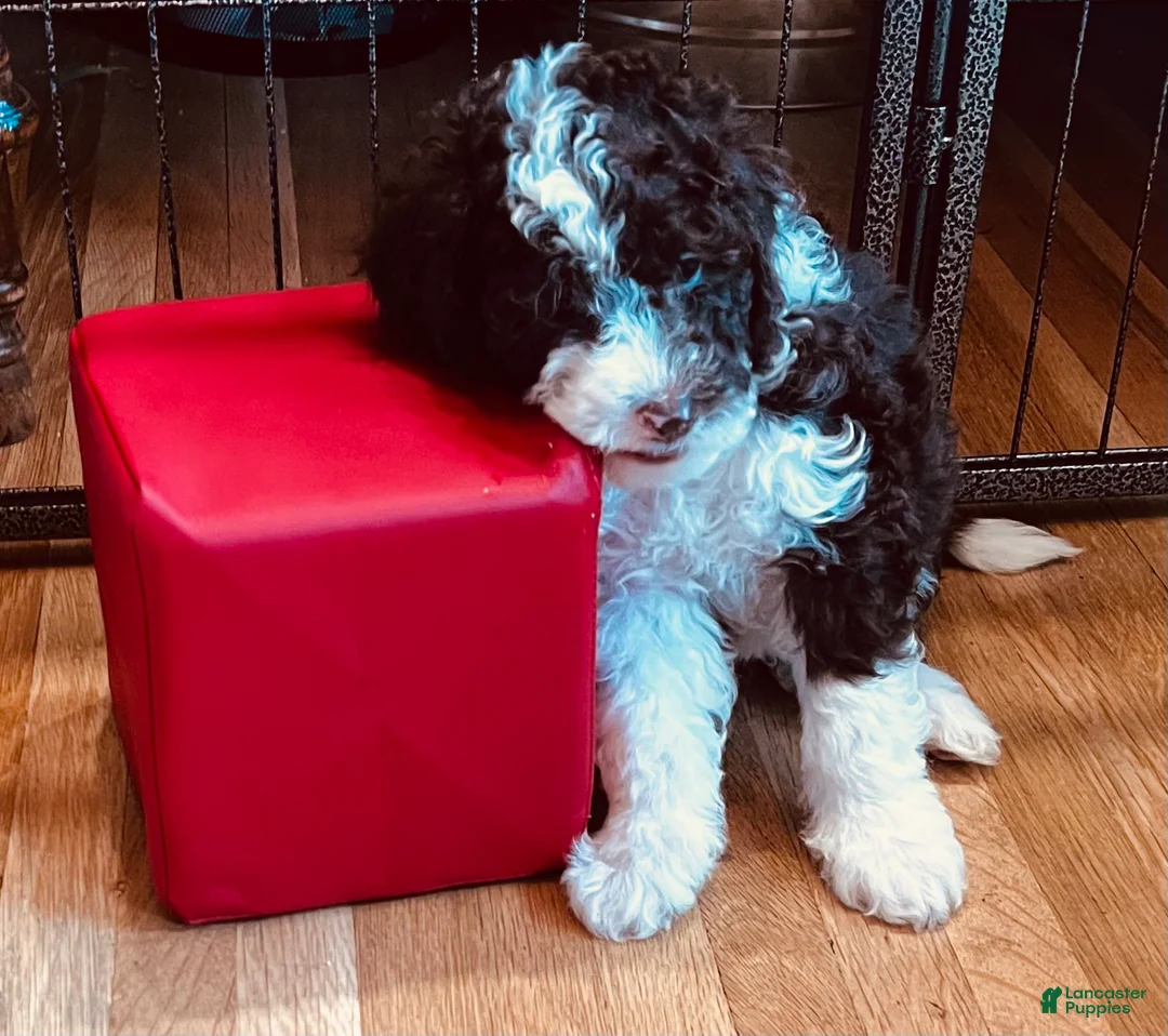 Mini Sheepadoodle dogs for sale: Monte - Ad 2